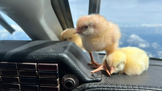 Chicks in the cockpit