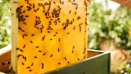 Bees working to maintain a beehive.