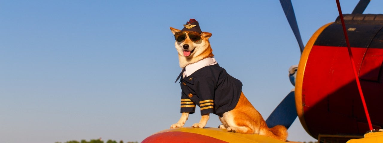 A dog in pilot uniform standing on plane.