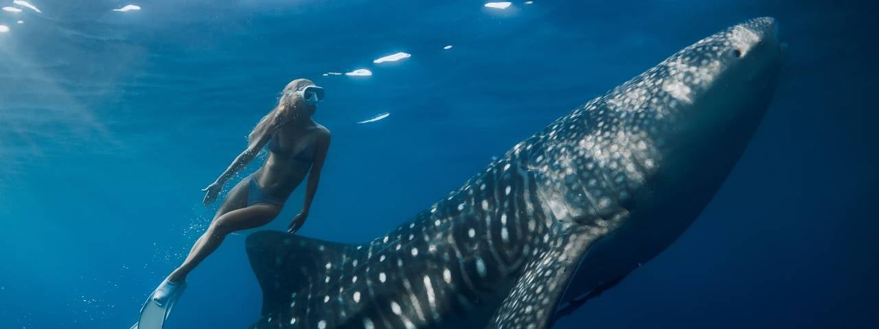 A woman free diving with a whale shark.