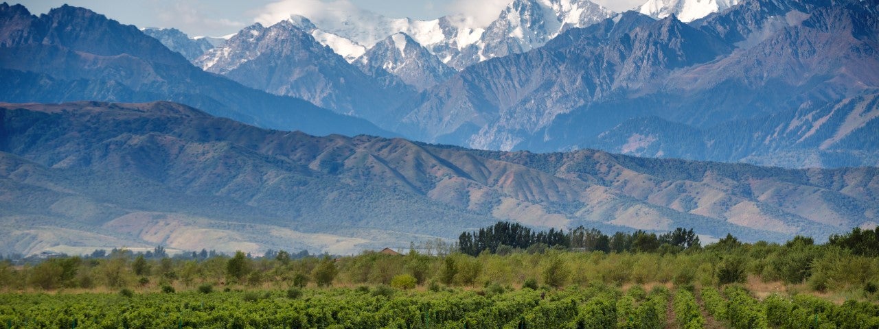 Argentinian Vineyard