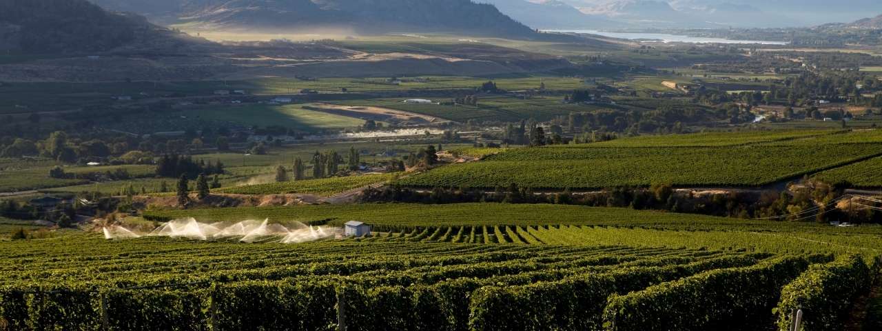 Expansive vineyard with neat rows of green grapevines descending toward a large blue lake. Agricultural fields and wooded areas line the opposite shoreline, viewed from an elevated vantage point under clear weather conditions. 