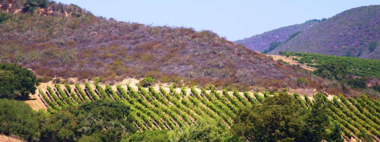 Wide view of irrigated vineyard blocks arranged across a valley floor with sprinklers operating among the vines. Mountains, open farmland and scattered trees surround the vineyard under early morning or late afternoon light. 