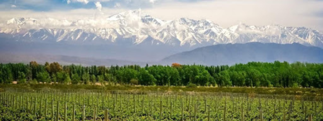 Rows of grapevines in a vineyard with snow-capped mountains visible in the background.