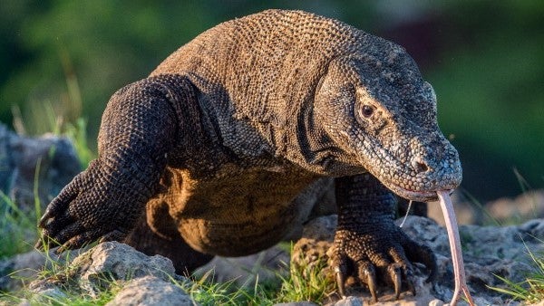 Komodo Dragon