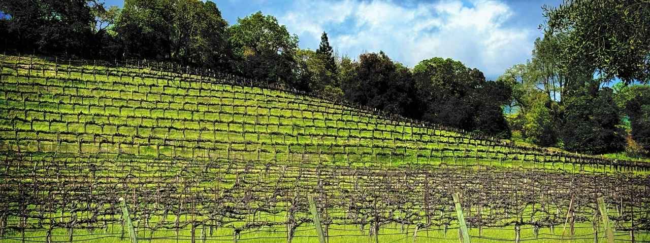 Terraced vineyard planted on a gently sloping hillside with evenly spaced vine rows supported by trellises. Mature trees line the upper edge of the vineyard beneath a partly cloudy sky, viewed from ground level across the vines. 
