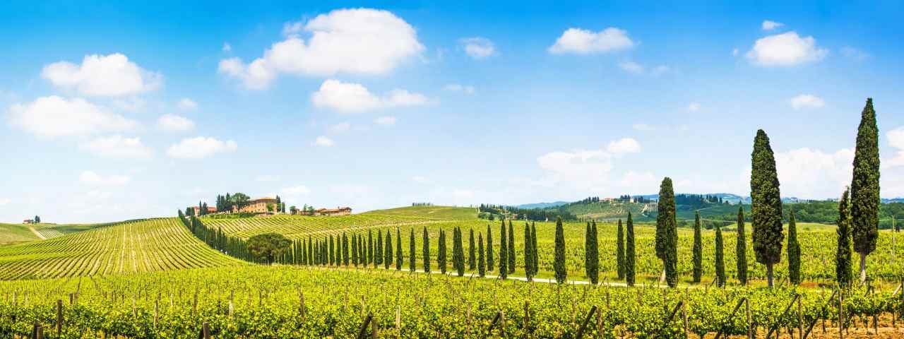 A typical Tuscan scene of Cypress trees lining a road leading to a farmhouse with vineyards on either side. 