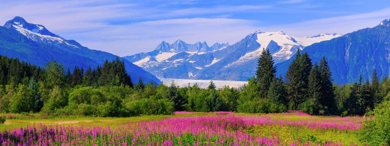 A glacier and mountains in Alaska with summer meadow flowers in the foreground