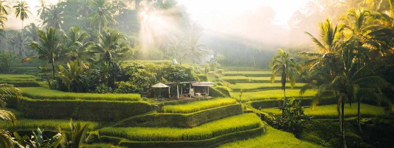 A scenic view of terraced rice fields with lush green vegetation and palm trees. The morning sunlight filters through the trees, creating a serene and peaceful atmosphere. A small wooden hut with a thatched roof is situated in the middle of the fields.