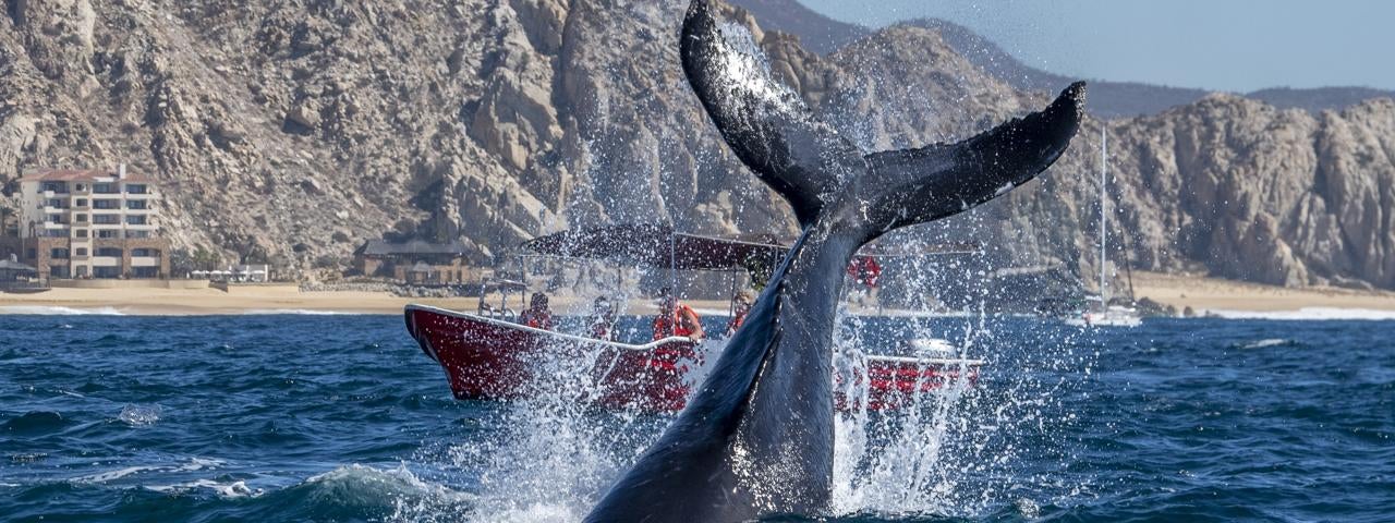 A humpback whale’s tail above the water's surface near a tour boat off the coast of Cabo San Lucas.