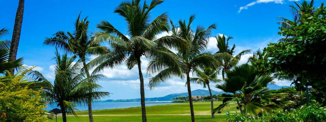 Palm trees and green grass with the ocean in the background in Nadi. 
