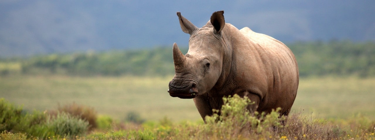 Rhino in African bush