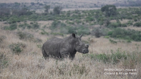 FACILITATING THE LARGEST EVER RHINO RELOCATION