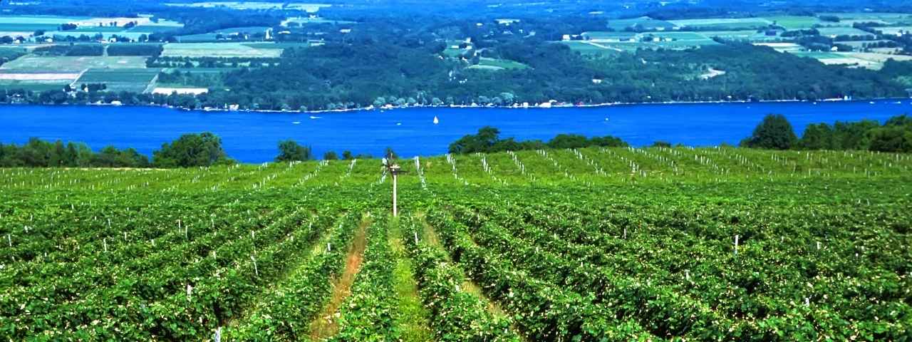 Panoramic view of vineyard-covered hills with alternating green and golden agricultural plots arranged in sweeping patterns. A curved body of water borders the foreground, while distant hills rise beneath clear skies. 