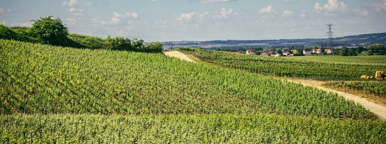 Large vineyard covering gently sloping terrain with neatly aligned vine rows separated by dirt access tracks. Rolling hills, scattered trees, and distant mountain ridges extend across the background under bright daylight. 