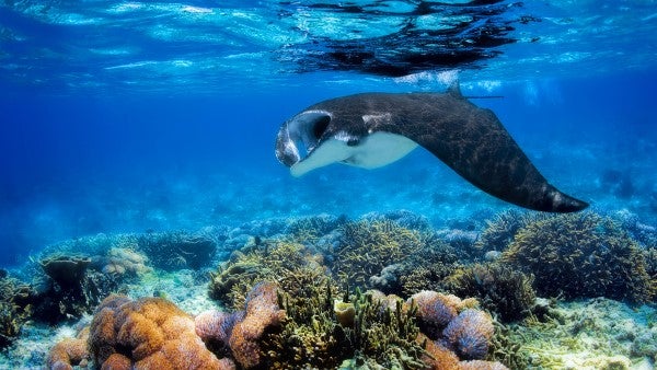 Snorkelling off Sabayur Island