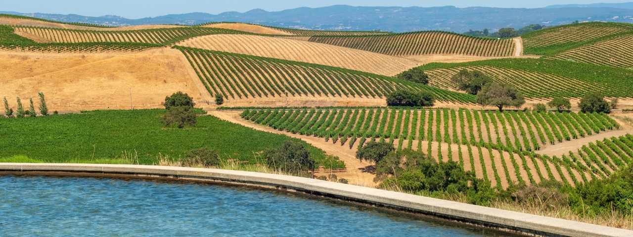 Two-lane road curving through vineyard-covered countryside, bordered by stone walls and mature trees. Rows of grapevines extend on both sides of the road, with agricultural buildings and open fields visible in the distance under a clear blue sky. 