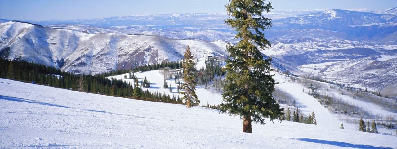Wide view of a snow-covered ski slope with tall evergreen trees scattered across the foreground. Rounded mountain ridges stretch across the background, with groomed ski runs cutting through the snowy landscape beneath a bright blue sky. 