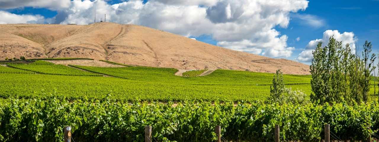 Wide vineyard landscape with rows of green grapevines extending across a fertile valley floor beneath a dry, sandy-colored hillside. A cluster of trees stands among the vines in the foreground, while rolling terrain and large white clouds fill the background under bright daylight. 