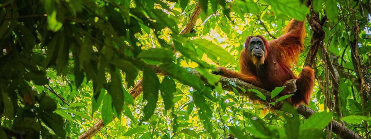 An orangutan surrounded by forest in the jungles of Sumatra